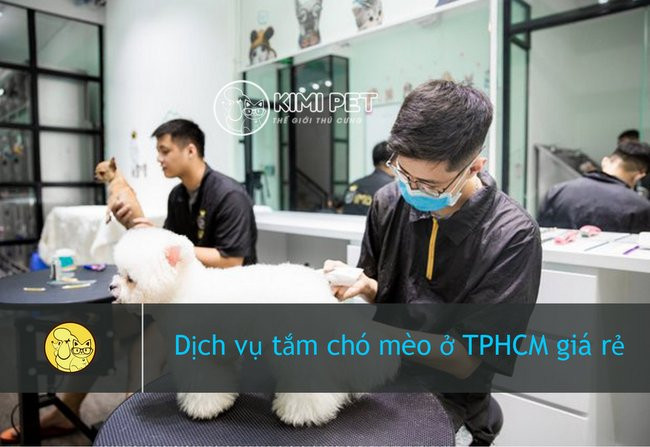 Dịch vụ tắm chó giá rẻ TPHCM chuyên nghiệp tại nhà