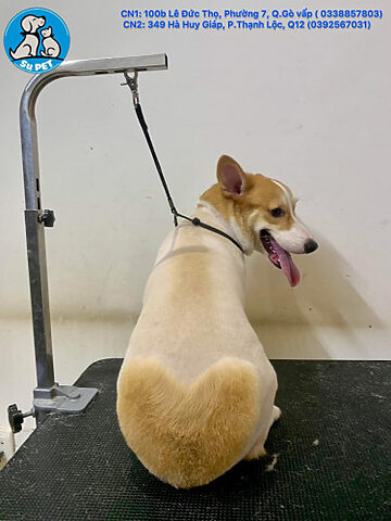 Dịch vụ trông giữ chó mèo chuyên nghiệp