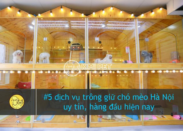 Kinh Nghiệm Chọn Dịch Vụ Giữ Chó Giá Rẻ Hà Nội: Đảm Bảo Chất Lượng và An Toàn Giữ Chó Giá Rẻ Hà Nội: Dịch Vụ Chăm Sóc Toàn Diện, Uy Tín