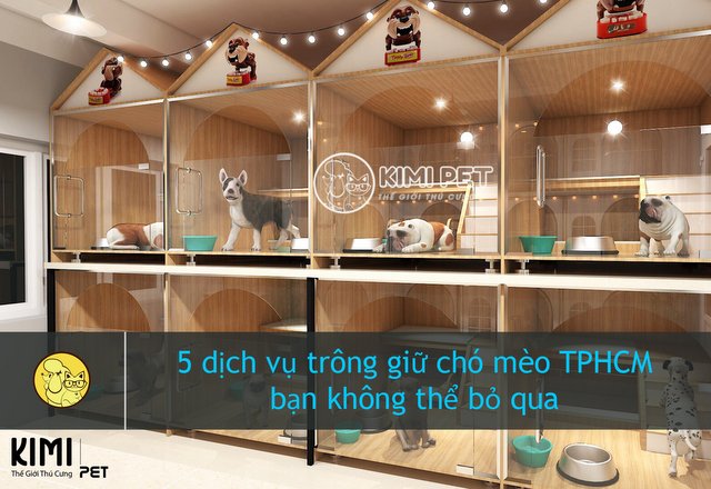 Dịch vụ giữ chó mèo: Hướng dẫn chọn lựa và trải nghiệm tối ưu