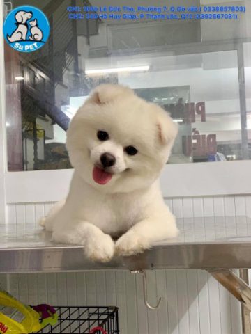 Dịch vụ trông giữ chó mèo