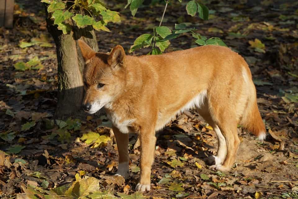 Môi trường sống lý tưởng cho chó Lài Dingo Đông Dương