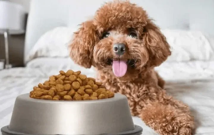 Mua Đồ Ăn Cho Chó: Hướng Dẫn Chi Tiết Để Chó Khỏe Mạnh