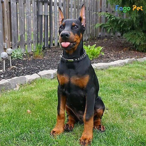 Doberman đang đi vệ sinh đúng nơi quy định trên bãi cỏ