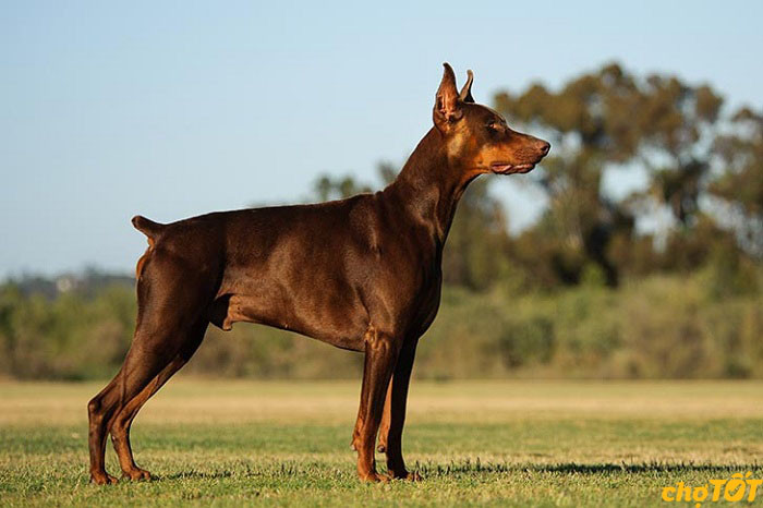Doberman Pinscher thuần chủng với ánh mắt sắc sảo