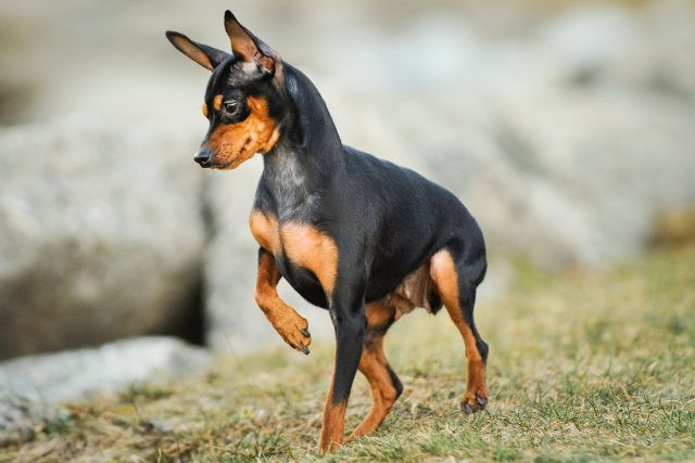 Doberman Pinscher với dáng vẻ nhanh nhẹn, thông minh, sẵn sàng bảo vệ chủ