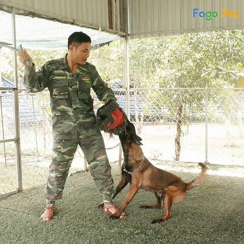 Doberman thực hiện động tác huấn luyện nâng cao với sự hướng dẫn của chuyên gia