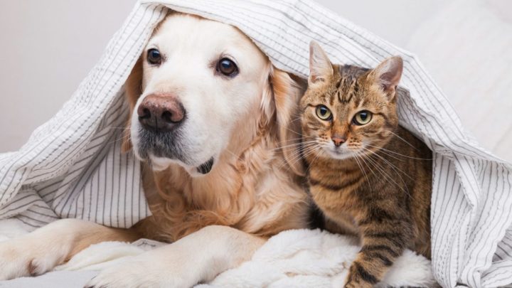 So Sánh Chó Và Mèo: Lựa Chọn Nào Phù Hợp Với Bạn?