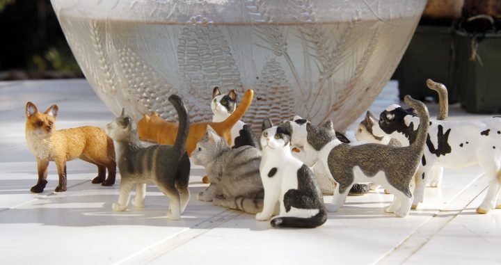Con Mèo, Con Chó và Con Heo: Khám Phá Thế Giới Động Vật Nuôi Quen Thuộc