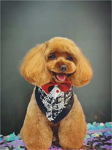 Dogily Petshop cung cấp dịch vụ cắt tỉa lông chuyên nghiệp cho chó mèo tại Đà Lạt.