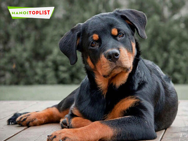 Dogily Petshop - nơi chọn mua chó Rottweiler giá rẻ Hà Nội thuần chủng