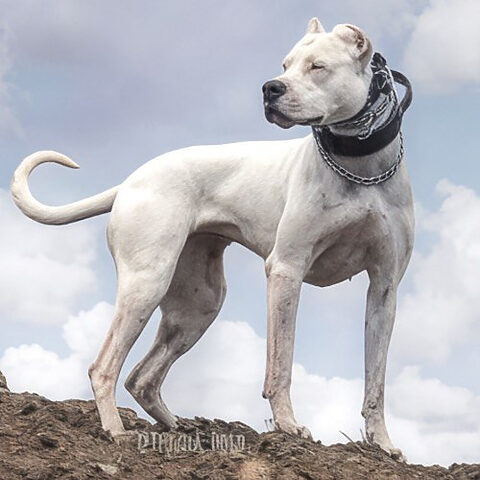 Dogo Argentino đứng hiên ngang trên đỉnh đồi, ánh mắt nhìn xa xăm, toát lên vẻ dũng cảm và bản năng bảo vệ của giống chó Argentina.