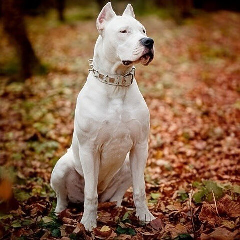 Dogo Argentino ngồi uy nghi giữa thảm lá vàng rụng, ánh mắt kiên định và dáng vẻ dũng mãnh, thể hiện bản lĩnh của chó săn.
