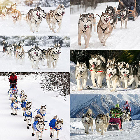 Đội chó Alaskan Malamute kéo xe trượt tuyết vượt qua địa hình tuyết trắng.