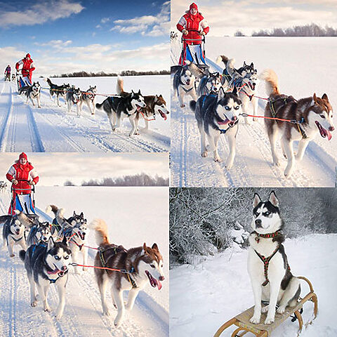 Đội chó Siberian Husky kéo xe trượt tuyết trong khung cảnh tuyết trắng mùa đông