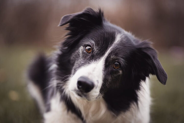 Đôi mắt sâu thẳm thể hiện trí tuệ tuyệt vời của chó Border Collie thông minh
