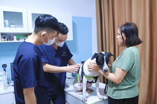 Đưa chó cái bị chảy máu ở bộ phận sinh dục đến bác sĩ thú y