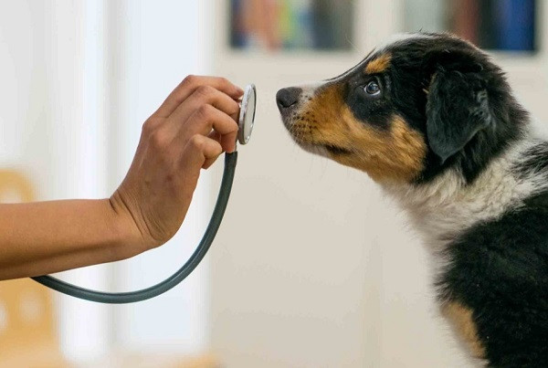 Đưa chó mẹ đến phòng khám thú y để chẩn đoán dấu hiệu thai chết lưu ở chó