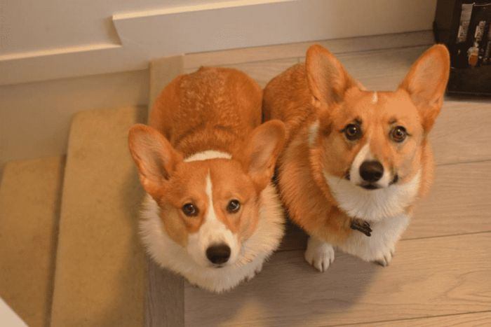 Duyên dáng hai chú Corgi trên một bức ảnh