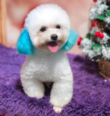 Cún Poodle với bộ lông được nhuộm màu, tạo kiểu độc đáo