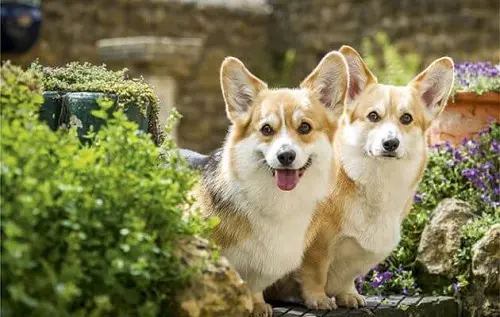 Corgi là giống chó thông minh và trung thành