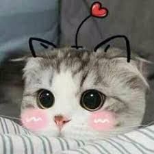 Hình Ảnh Chó Mèo Cute: Tuyển Tập Đáng Yêu Nhất