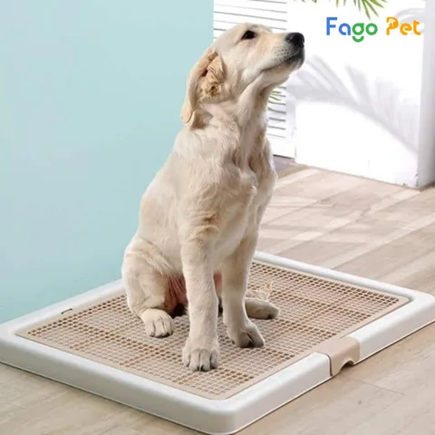 Khay Chó Đi Vệ Sinh: Hướng Dẫn Huấn Luyện Toàn Diện