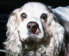 Chó với mắt đỏ biểu hiện của bệnh E Canis