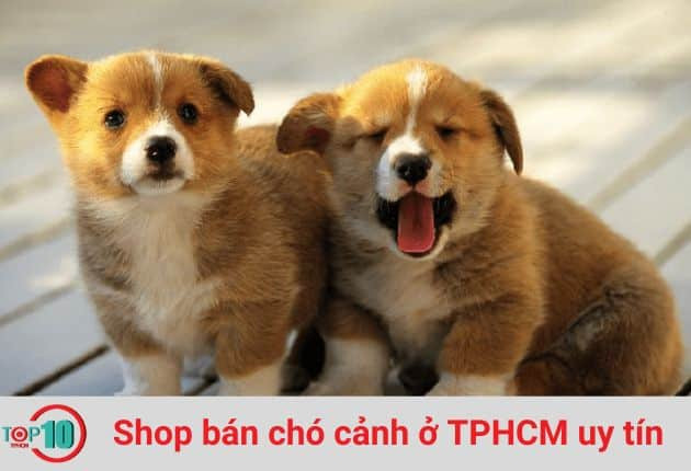 F8 Kennel là shop bán chó cảnh ở TPHCM với đa dạng các giống chó đáng yêu