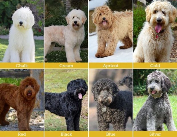 Các Màu Của Chó Poodle: Khám Phá Thế Giới Sắc Màu Lông Tuyệt Đẹp