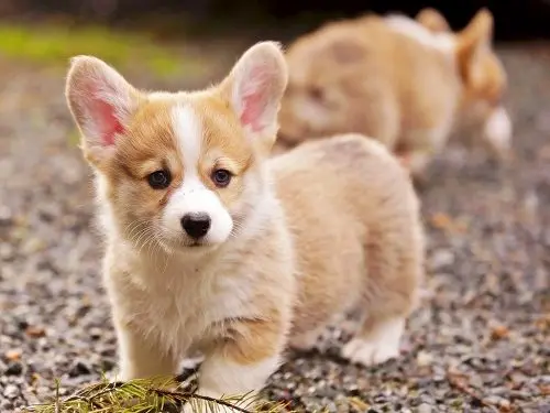 Corgi nhập khẩu từ Thái Lan, phổ biến và chất lượng