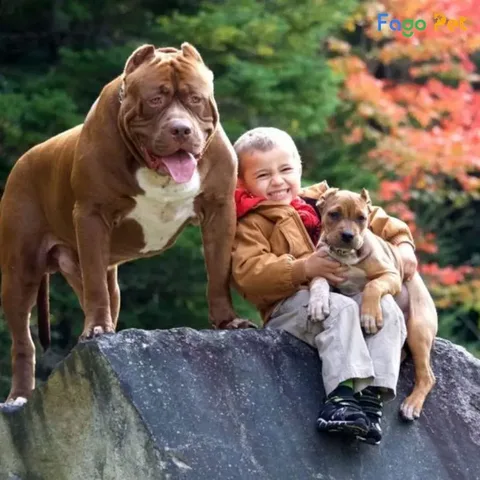 Hướng Dẫn Cách Huấn Luyện Chó Pitbull Bảo Vệ Chủ Chuyên Nghiệp Cách Huấn Luyện Chó Pitbull Bảo Vệ Chủ Từ A Đến Z Hiệu Quả