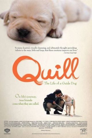 Phim Chú Chó Dẫn Đường: Hành Trình Cảm Động Của Quill - image 3