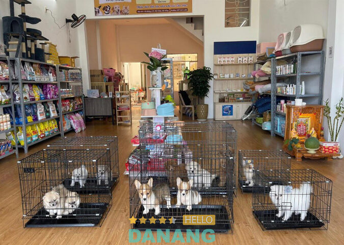 Gấu Múp PetShop cung cấp đa dạng giống chó tại Đà Nẵng