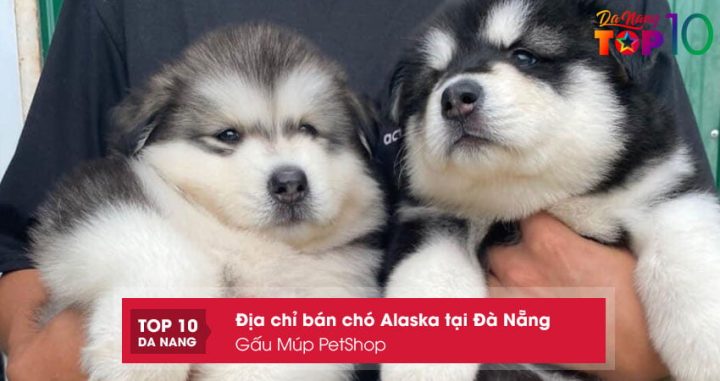 Top 10+ Shop Bán Chó Mèo Đà Nẵng Uy Tín Nhất Hiện Nay