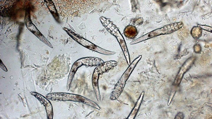Ghẻ Demodex ở chó có lây sang người không: Hình ảnh tổn thương da do Demodex Canis