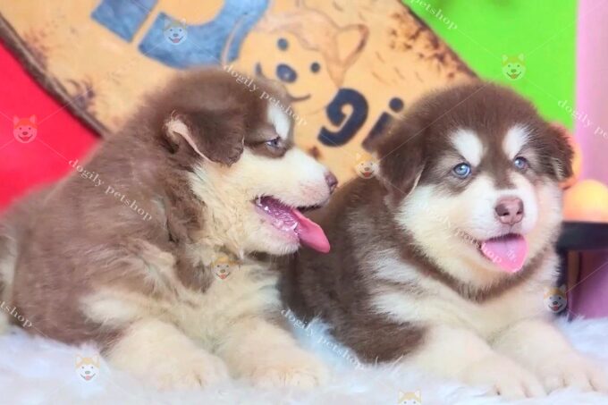 Chó cảnh giá rẻ dưới 300k: Hướng dẫn chi tiết từ A-Z - image 3