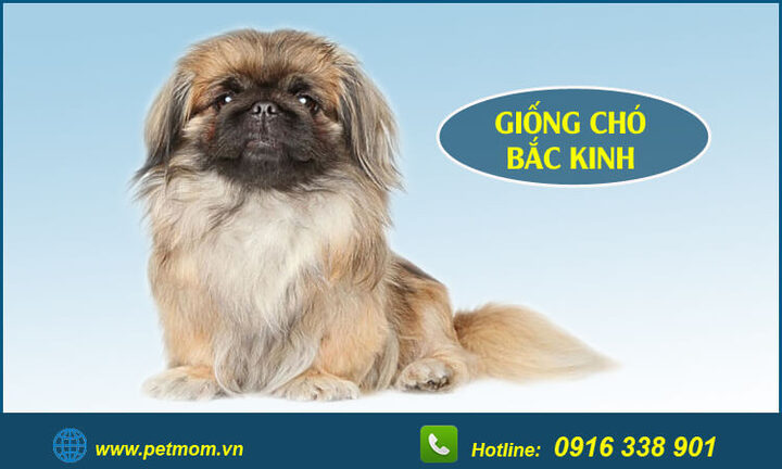 Chó Bắc Kinh lai Poodle: Đặc điểm, cách chăm sóc và giá bán