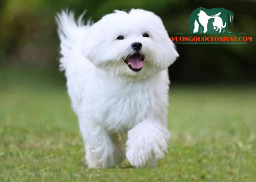 Giá chó Maltese tùy thuộc vào nhiều yếu tố