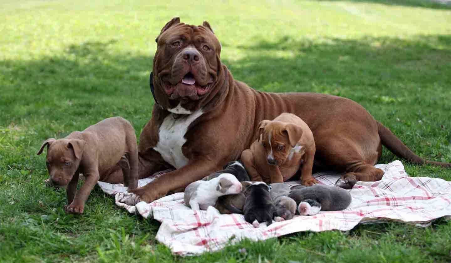 Chó Pitbull Giá Bao Nhiêu? Bảng Giá Chi Tiết & Yếu Tố Quyết Định Chó Pitbull Giá Bao Nhiêu? Bảng Giá Chi Tiết & Yếu Tố Quyết Định