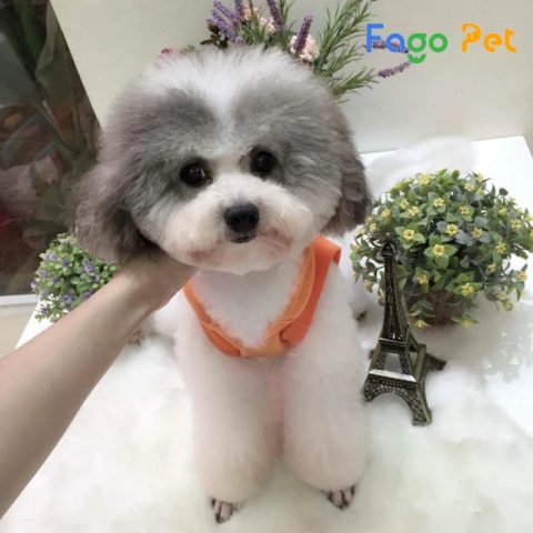 Giá chó Poodle bò sữa: Cập nhật chi tiết và yếu tố ảnh hưởng