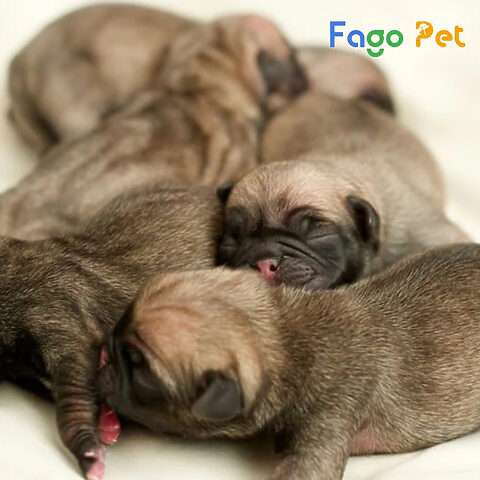 giá chó pug con 2 tháng tuổi