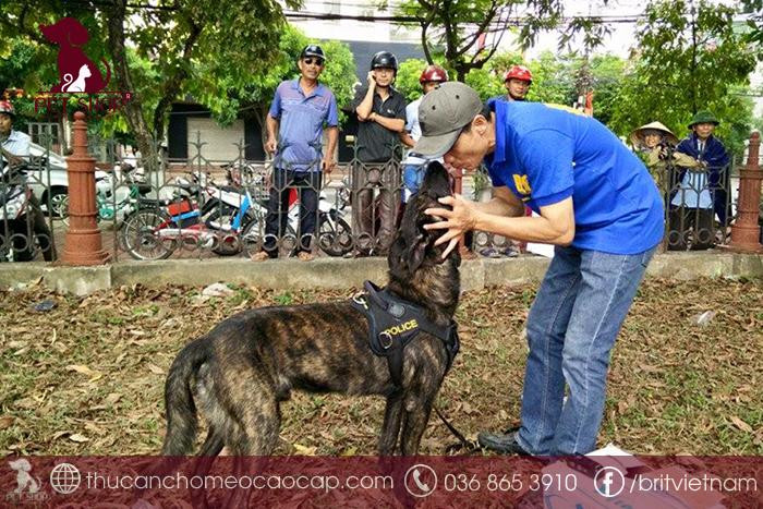 Gia đình chó Becgie Hà Lan với chó mẹ và đàn con, minh họa các yếu tố ảnh hưởng đến giá chó Becgie Hà Lan