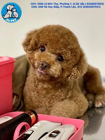 Dịch Vụ Giữ Chó Mèo Gò Vấp: Cẩm Nang Toàn Diện Để Chọn Nơi Gửi Gắm An Tâm Phòng khám Thú y Su Pet tại Gò Vấp