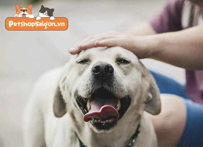 Giai đoạn "giao khóa" khi chó giao phối Giai đoạn "giao khóa" khi chó giao phối