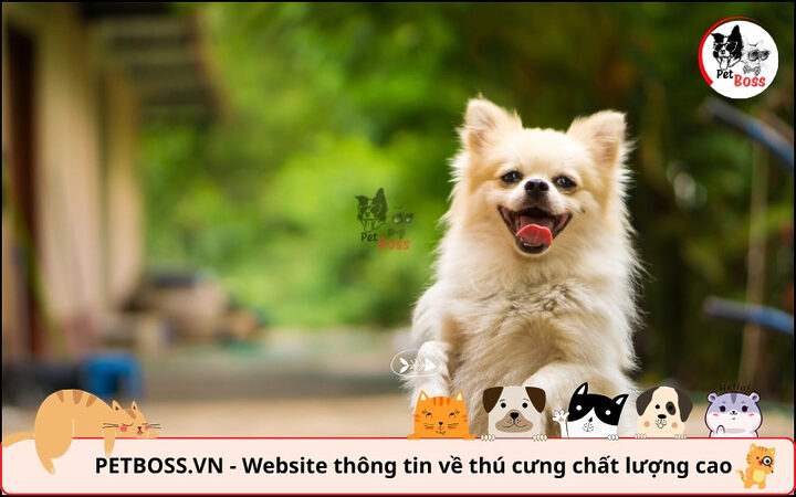 Giai đoạn ủ bệnh dại ở chó không có dấu hiệu, khiến việc chữa trị khó khăn