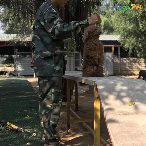 Giáo trình và các bài tập đa dạng trong khóa huấn luyện chó Poodle chuyên nghiệp