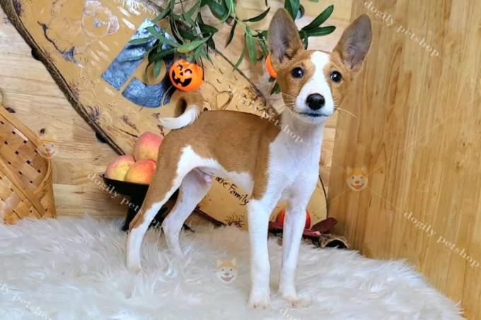 Giấy tờ chứng nhận nguồn gốc và sức khỏe của chó Basenji con, minh chứng cho chất lượng khi mua chó Basenji.