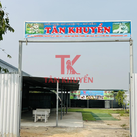 Cách Huấn Luyện Chó Trưởng Thành Hiệu Quả và Kiên Nhẫn - image 1