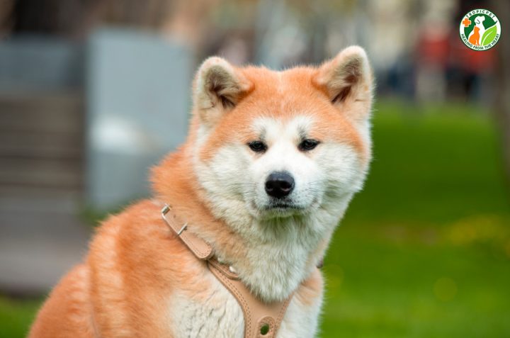Giống chó Akita Nhật Bản là di sản thiên nhiên